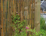 Bamboo Cane Screening