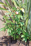 Garden Peony Plant Supports
